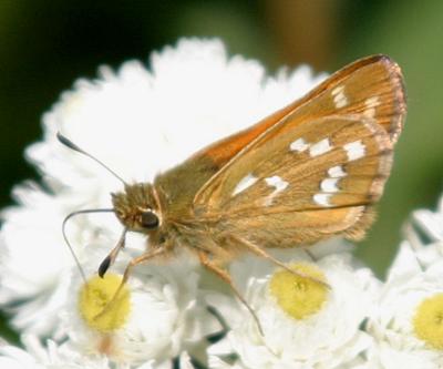 Common Branded Skipper - Hesperia comma