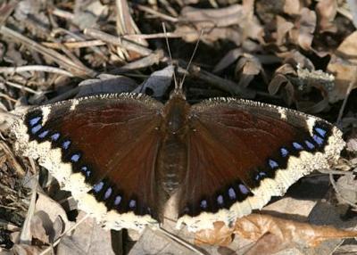 Mourning Cloak - Nymphalis antiopa