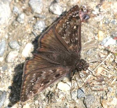 Horace's Duskywing - Erynnis horatius