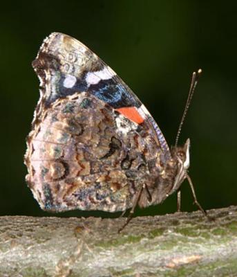 Red Admiral - Vanessa atalanta