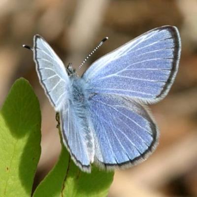Silvery Blue - Glaucopsyche lygdamus male