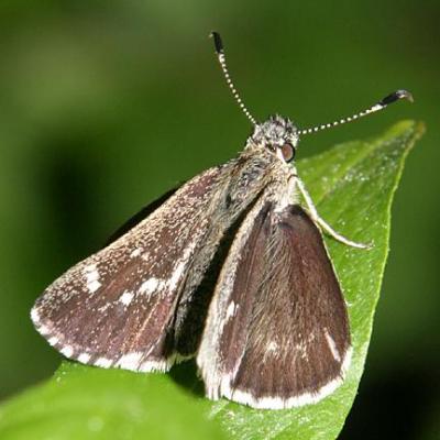 Pepper and Salt Skipper - Amblyscirtes hegon