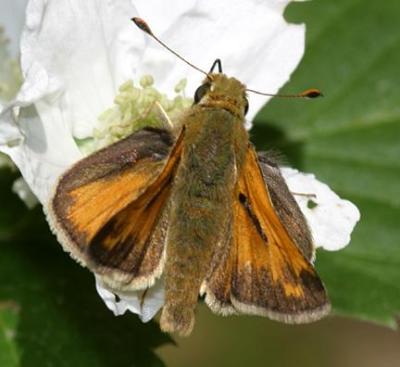 Indian Skipper - Hesperia sassacus