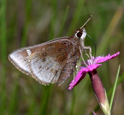 Dusted Skipper - Atrytonopsis hianna