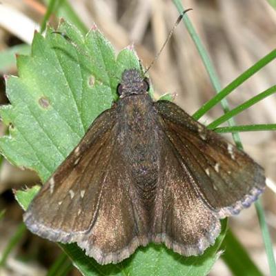 Northern Cloudywing - Thorybes pylades