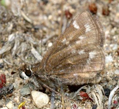 Cobweb Skipper - Hesperia metea