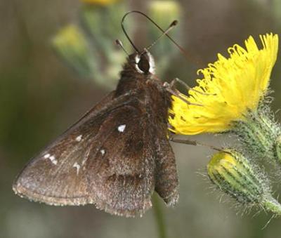 Dusted Skipper - Atrytonopsis hianna