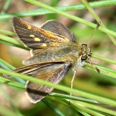 Tawny-edged Skipper - Polites themistocles, female