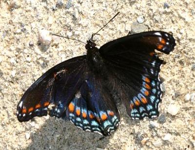 Red-spotted Purple - Limenitis arthemis