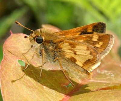 Pecks skipper - Polites peckius