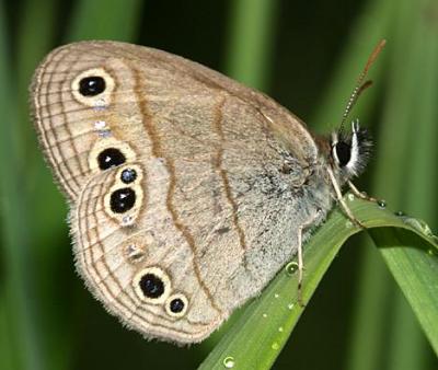 Little Wood Satyr - Megisto cymela