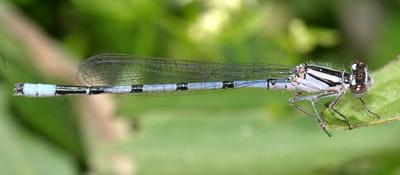 Marsh Bluet