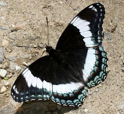 White Admiral