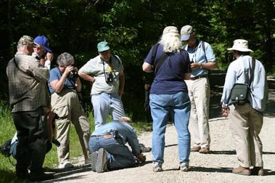 most of the group watching the Early Hairstreak