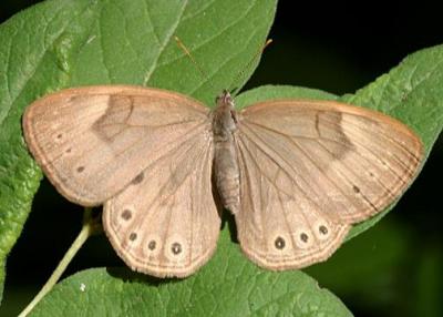 Appalachian Brown - Satyrodes appalachia