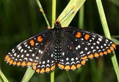 Baltimore Checkerspot - Euphydryas phaeton