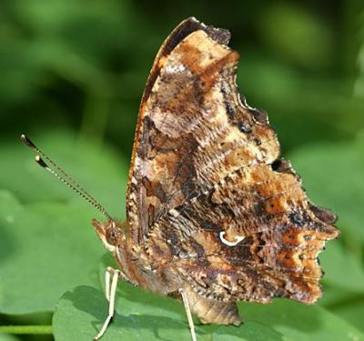 Eastern Comma - Polygonia comma