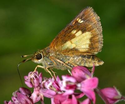 Mulberry Wing - Poanes massasoit