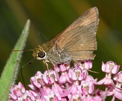 Dun Skipper - Euphyes vestris