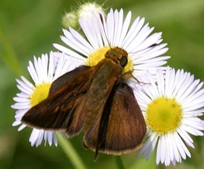 Dun Skipper - Euphyes vestris, male