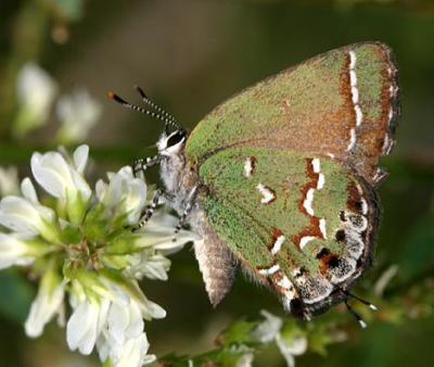 Juniper Hairstreak - Callophrys gryneus