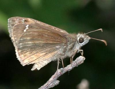 Horace's Duskywing - Erynnis horatius