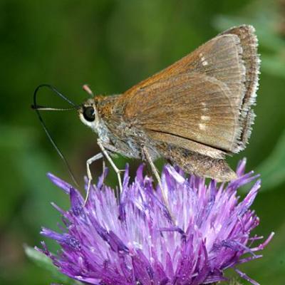 Crossline Skipper - Polites origenes