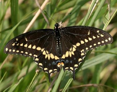 Black Swallowtail - Papilio polyxenes male
