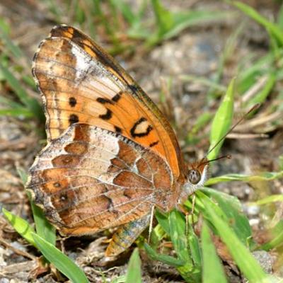 Variegated Fritillary - Euptoieta claudia