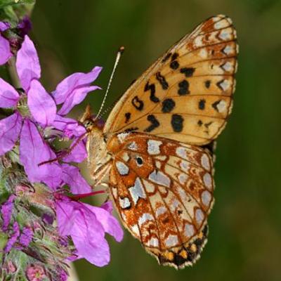 Silver-bordered Fritillary - Boloria selene