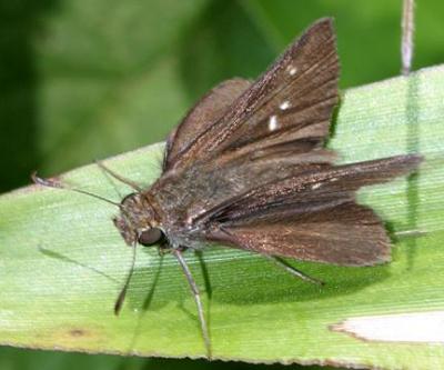 Dun Skipper - Euphyes vestris, female