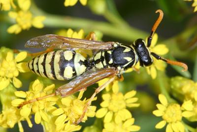 Polistes dominulus