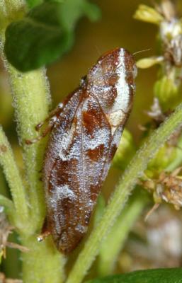Saratoga Spittle Bug - Aphrophora saratogensis