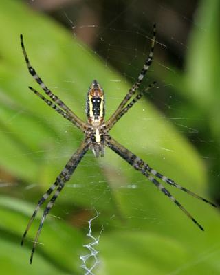 Banded Argiope - Argiope trifasciata (from below)