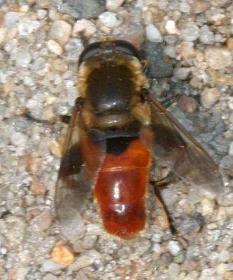 Polydontomyia curvipes