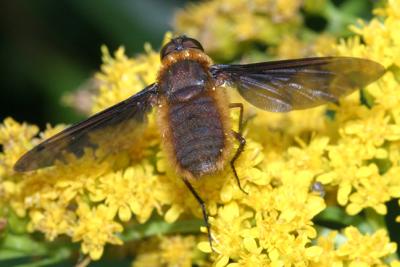 Tawny-tailed Bee Fly - Villa fulviana