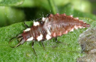 Chrysoperla rufilabris (larva)