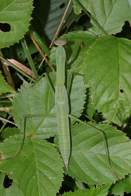 Chinese Mantid - Tenodera aridifolia