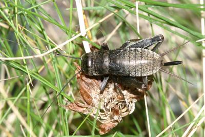 Fall Field Cricket - Gryllus pennsylvanicus (female nymph)