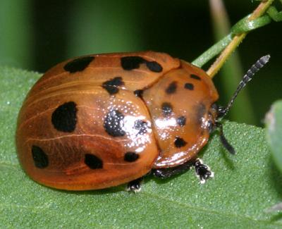 Argus Tortoise Beetle - Chelymorpha cassidea