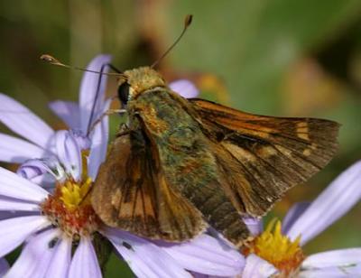 female Fiery Skipper - Hylephila phyleus