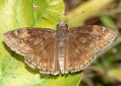 Wild Indigo Duskywing - Erynnis baptisiae