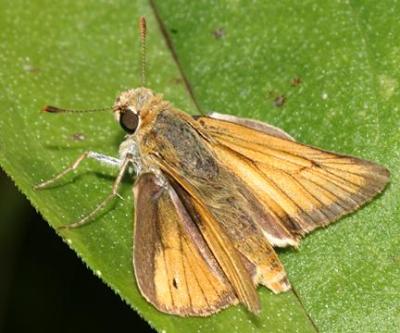 Delaware Skipper - Anatrytone logan