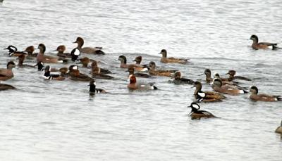 Eurasian Wigeon(center) - Anas penelope,  amid American Wigeon and Hooded Mergansers