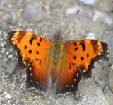 Gray Comma - Polygonia progne