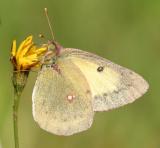 Clouded Sulphur - Colias philodice