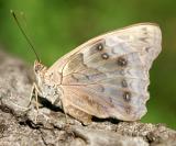 Tawny Emperor - Asterocampa clyton