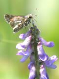 Peck's skipper - Polites peckius