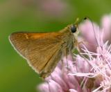 Tawny-edged Skipper - Polites themistocles