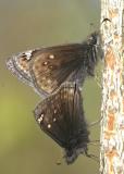 mating Juvenal's Duskywings - Erynnis juvenalis
